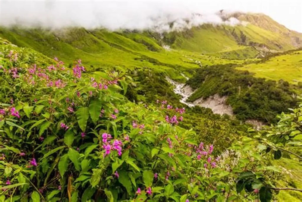 Valley of Flowers in Uttarakhand :- प्रकृति के इस गुलदस्ते के बारे में और जानें ?
