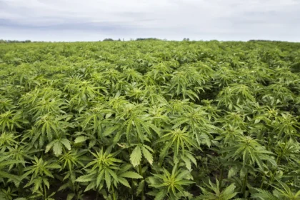उत्तराखंड 'औद्योगिक भांग'('Industrial Cannabis') उगाने वाला पहला राज्य बना।