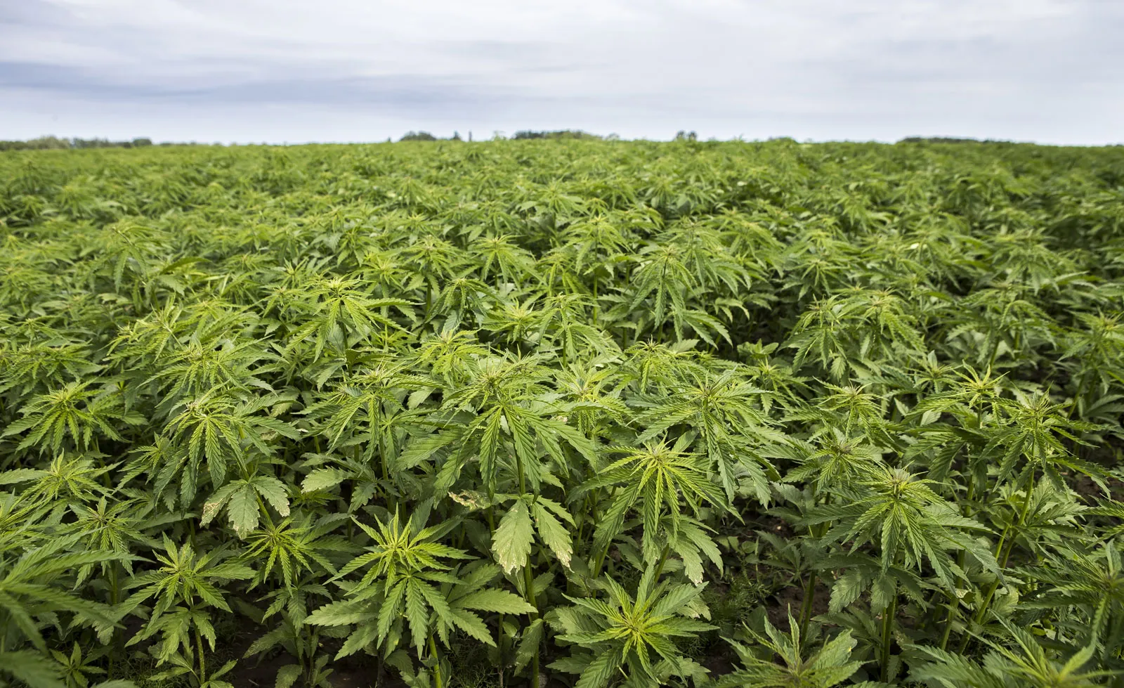 उत्तराखंड 'औद्योगिक भांग'('Industrial Cannabis') उगाने वाला पहला राज्य बना।