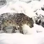 Uttarakhand में हिम तेंदुओं (Snow Leopards) की संख्या 100 के पार.