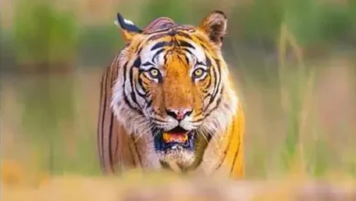 Uttarakhand में फायरिंग से बाघ की मौत(Tiger Killing By Firing) होने पर उत्तराखंड के वन अधिकारी पर मामला दर्ज.
