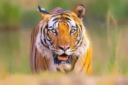 Uttarakhand में फायरिंग से बाघ की मौत(Tiger Killing By Firing) होने पर उत्तराखंड के वन अधिकारी पर मामला दर्ज.