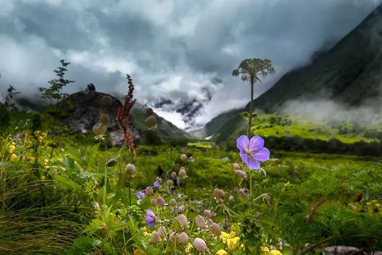 Valley Of Flowers Uttarakhand