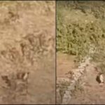 leopard attack on woman in almora video