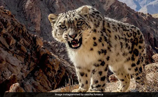 पहली बार उत्तराखंड की दारमा घाटी पिथौरागढ़ में हिम तेंदुआ (Snow Leopard) देखा गया.