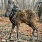 Musk deer पर्वतीय क्षेत्रों में पाए जाने वाले इस हिरण के बारे में जानिए ?