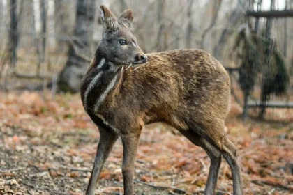 Musk deer पर्वतीय क्षेत्रों में पाए जाने वाले इस हिरण के बारे में जानिए ?