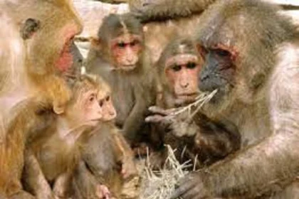 उत्तराखंड में आम नष्ट करने के लिए 24 बंदरों को मार डाला; 9 गिरफ्तार !