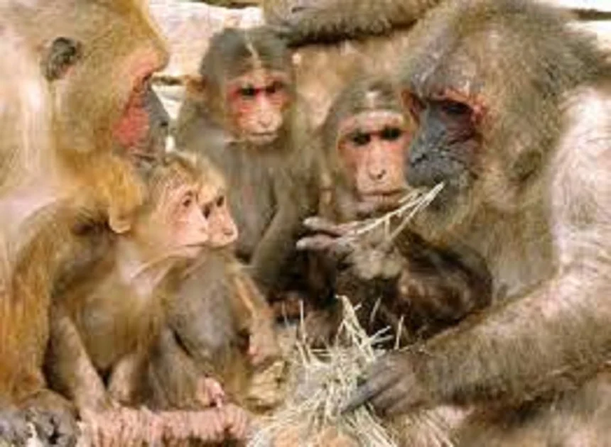 उत्तराखंड में आम नष्ट करने के लिए 24 बंदरों को मार डाला; 9 गिरफ्तार !