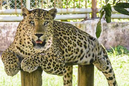 Leopard Attack News : टिहरी में दादी ने तेंदुए से की लड़ाई, 4 साल की पोती को बचाया।