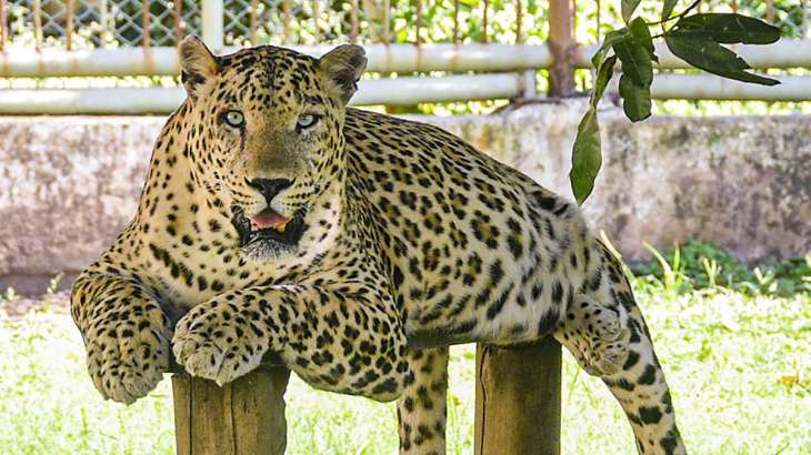 Leopard Attack News : टिहरी में दादी ने तेंदुए से की लड़ाई, 4 साल की पोती को बचाया।