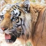 उत्तराखंड में पांच महीनों में 14 बाघों की मौत ने शीर्ष वन्यजीव अधिकारियों के बीच चिंता जताई है।