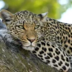 Leopard Attack News : उत्तराखंड में तेंदुए ने महिला को मार डाला !