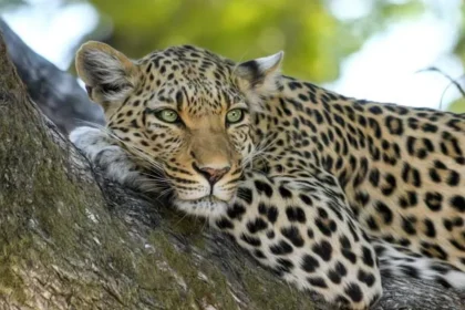 Leopard Attack News : उत्तराखंड में तेंदुए ने महिला को मार डाला !