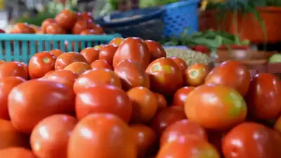 Tomato Price Uttarakhand : उत्तराखंड में टमाटर की कीमत 300/किग्रा तक छू रही हैं।