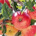 Uttarakhand Apple : उत्तराखंड बाजार में स्थानीय सेब को बढ़ावा देगा.