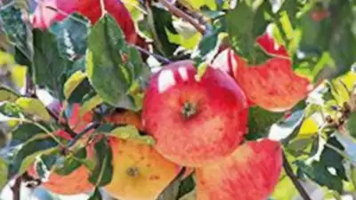 Uttarakhand Apple : उत्तराखंड बाजार में स्थानीय सेब को बढ़ावा देगा.