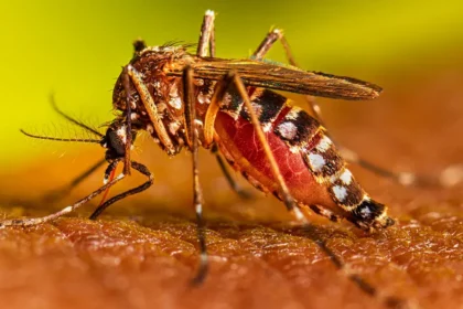 Dengue News : उत्तराखंड में डेंगू (Dengue) के मामले 500 के पार ...