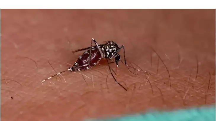 Four-Day Mega Campaign Launched in Dehradun to Combat Dengue Outbreak.