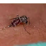 हरिद्वार में डेंगू का प्रकोप ,Dengue Outbreak Sweeps Through Haridwar