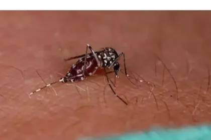 Haridwar Dengue News