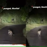 Leopard Viral Video : तेंदुए के शावक का रात में नैनीताल की सुनसान सड़क पर टहलना.