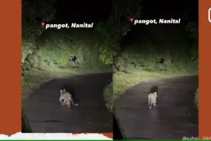 Leopard Viral Video : तेंदुए के शावक का रात में नैनीताल की सुनसान सड़क पर टहलना.