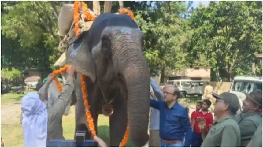 Elephant Gomti Farewell : भारतीय वन सेवा (आईएफएस) अधिकारी ने उत्तराखंड में 66 वर्षीय हाथी को भावभीनी विदाई दी .