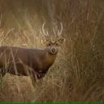 उत्तराखंड के राजाजी रिजर्व में विलुप्त hog deer (Axis porcinus) प्रजाति की दुर्लभ दृष्टि।