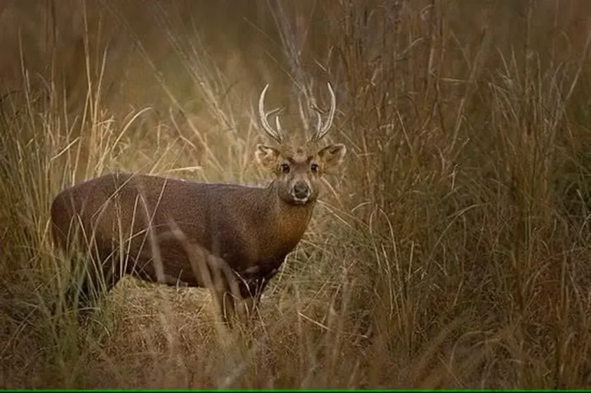 उत्तराखंड के राजाजी रिजर्व में विलुप्त hog deer (Axis porcinus) प्रजाति की दुर्लभ दृष्टि।
