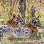 Tiger Population in Uttarakhand 16 वर्षों में 314% बढ़ी। Photo : AFP