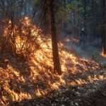 Forest Fire : उत्तराखंड में जंगल की आग से निपटने के लिए बुनियादी ढांचे की कमी : एनजीटी