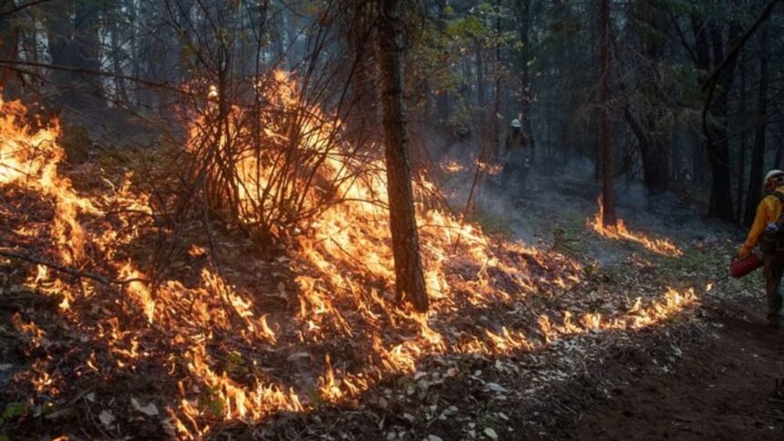 Forest Fire : उत्तराखंड में जंगल की आग से निपटने के लिए बुनियादी ढांचे की कमी : एनजीटी